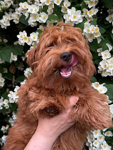 Havanna bichon (8 foto / 10)
