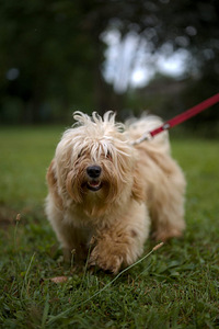 Havanna bichon (10 foto / 10)