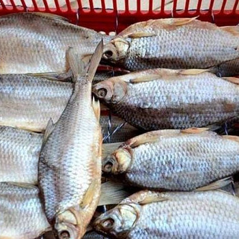 Минога маринованная. Рыба вяленая.