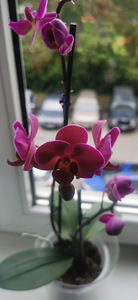 Orhidee (2 foto / 4)