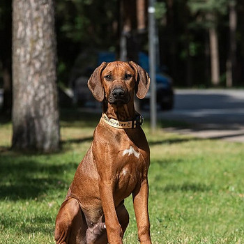 Rhodesian ridgeback