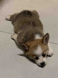 Welsh corgi pembroke kutsikad (5 foto / 7)