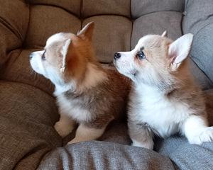 Welsh corgi pembroke kutsikad (4 foto / 7)