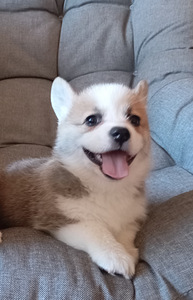 Welsh corgi pembroke kutsikad (3 foto / 7)