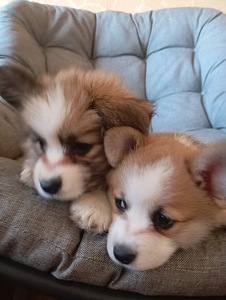 Welsh corgi pembroke kutsikad (6 foto / 7)