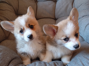 Welsh corgi pembroke kutsikad (7 foto / 7)