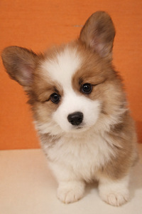 Welsh corgi pembroke kutsikad (1 foto / 7)