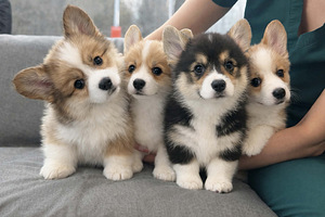 Welsh corgi pembroke kutsikad (2 foto / 7)