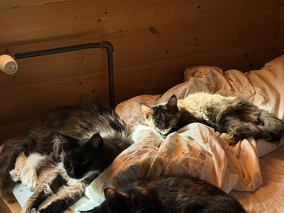 Котята породы Мейн-кун
