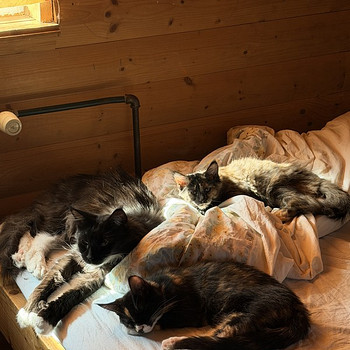 Котята породы Мейн-кун