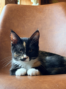 Котята породы Мейн-кун (4 фото из 6)