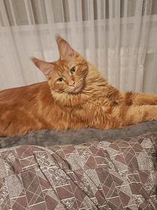 Kaunis tüdruk otsib hellat peigmeest (1 foto / 1)