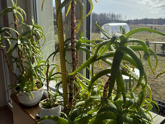 Aloe vera puu