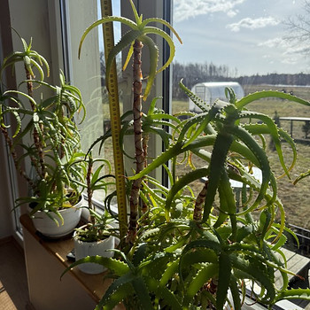 Aloe vera puu