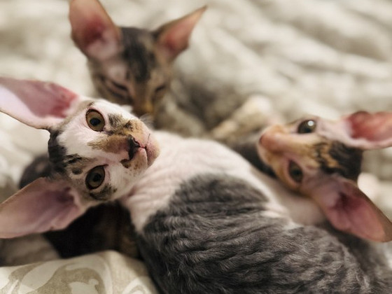 Cornish Rex kissanpennut