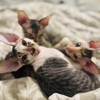 Cornish Rex kissanpennut