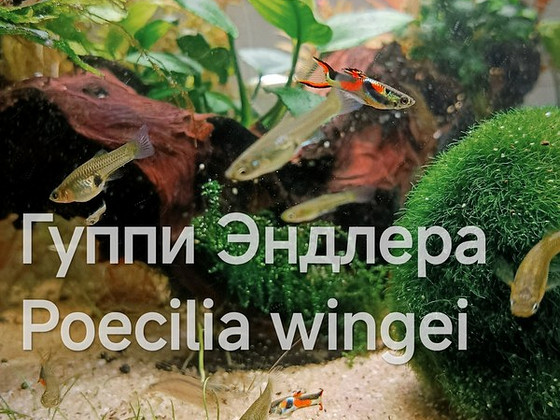 Tasuta kalad gupid Poecilia wingei