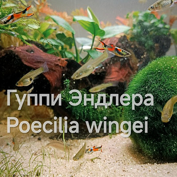 Tasuta kalad gupid Poecilia wingei