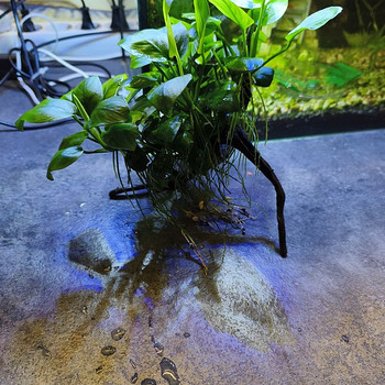 Akvariumi taim