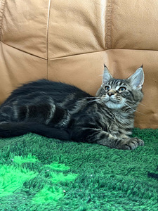 Maine Coon (1 foto / 4)