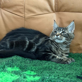 Maine Coon