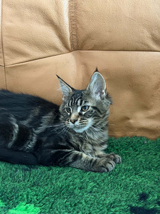 Maine Coon (3 foto / 4)