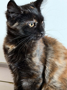 Maine Coon (2 foto / 4)