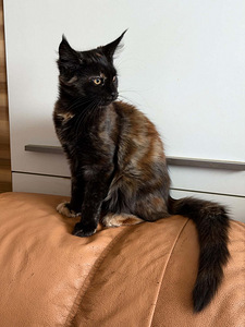 Maine Coon (4 foto / 4)