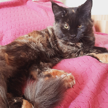 Maine Coon