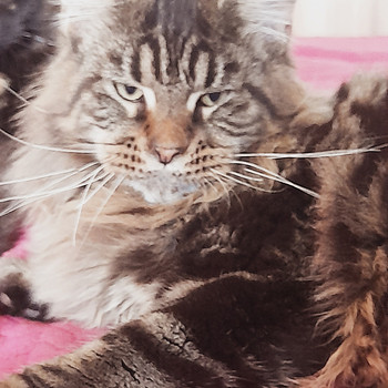 Maine Coon