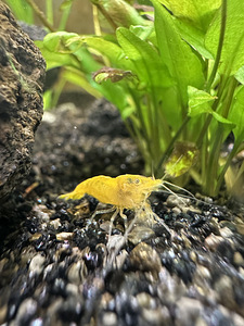 NEOCARIDINA krevetid 5tk (1 foto / 4)
