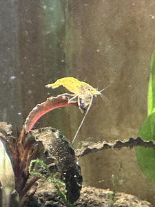 NEOCARIDINA krevetid 5tk (3 foto / 4)