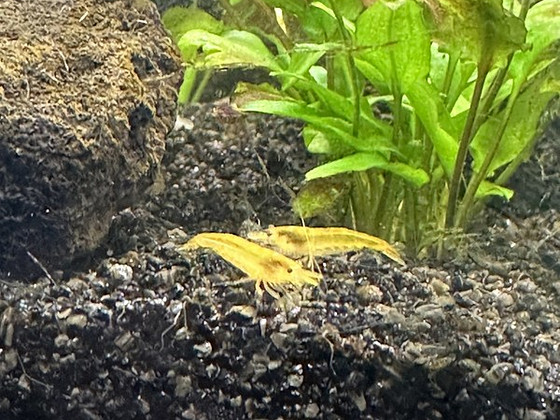 Креветки NEOCARIDINA 5 шт.