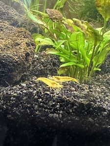 NEOCARIDINA krevetid 5tk (4 foto / 4)