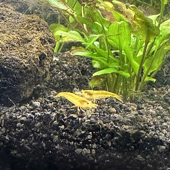 Креветки NEOCARIDINA 5 шт.