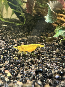 NEOCARIDINA krevetid 10 tk (3 foto / 4)