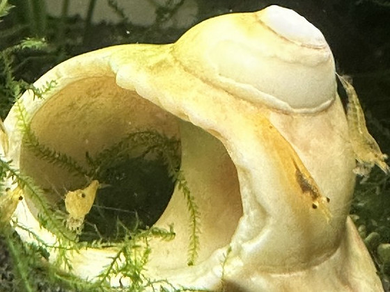 Креветки NEOCARIDINA 10 шт