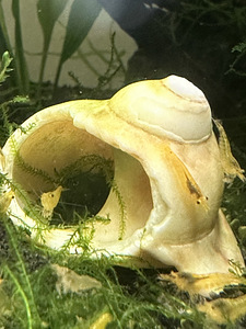 NEOCARIDINA krevetid 10 tk (4 foto / 4)