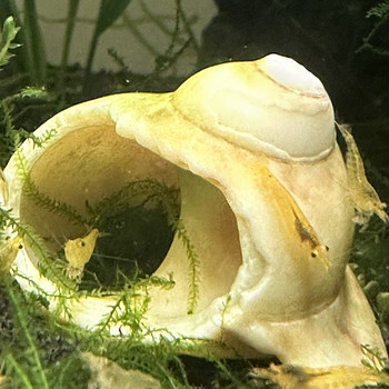 Креветки NEOCARIDINA 10 шт