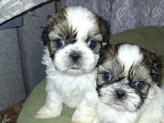Täydelliset Shih Tzu -pennut 25.03.2026