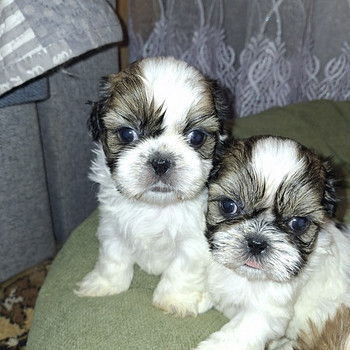 Täydelliset Shih Tzu -pennut 25.03.2026