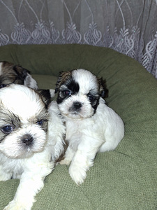 Täydelliset Shih Tzu -pennut 25.03.2026 (3 valokuva sivusta 10)