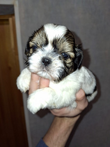 Täydelliset Shih Tzu -pennut 25.03.2026 (7 valokuva sivusta 10)