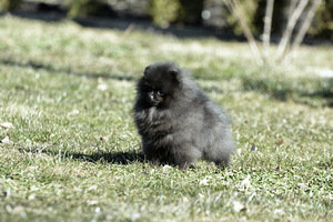 Pomeranian spits (1 foto / 3)
