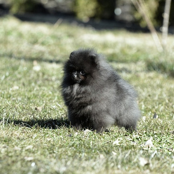 Pomeranian spits