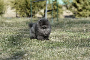 Pomeranian spits (2 foto / 3)