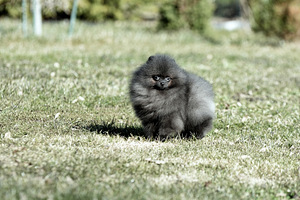 Pomeranian spits (3 foto / 3)