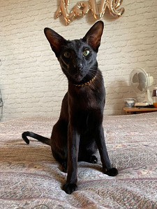 Idamaine kass otsib peigmeest (1 foto / 1)