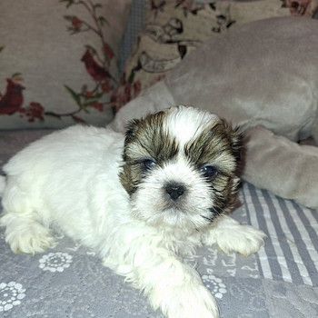 Ideali veisliniai Shih Tzu šuniukai. 28.03.2026