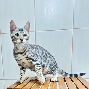 Bengali kassipojad (1 foto / 4)